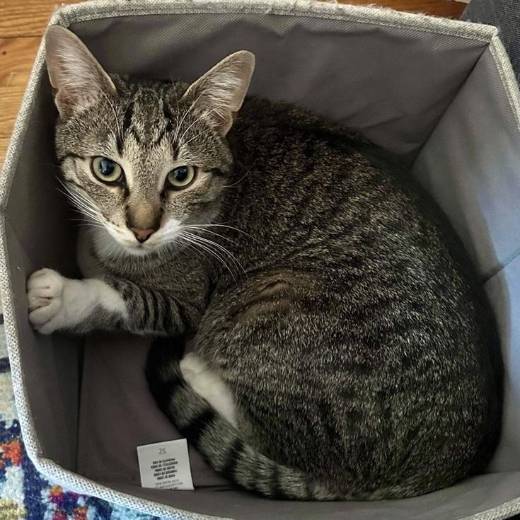 Enlarge Rainbow Dash, a Adoptable Domestic Short Hair in Chicago, IL image 6/6