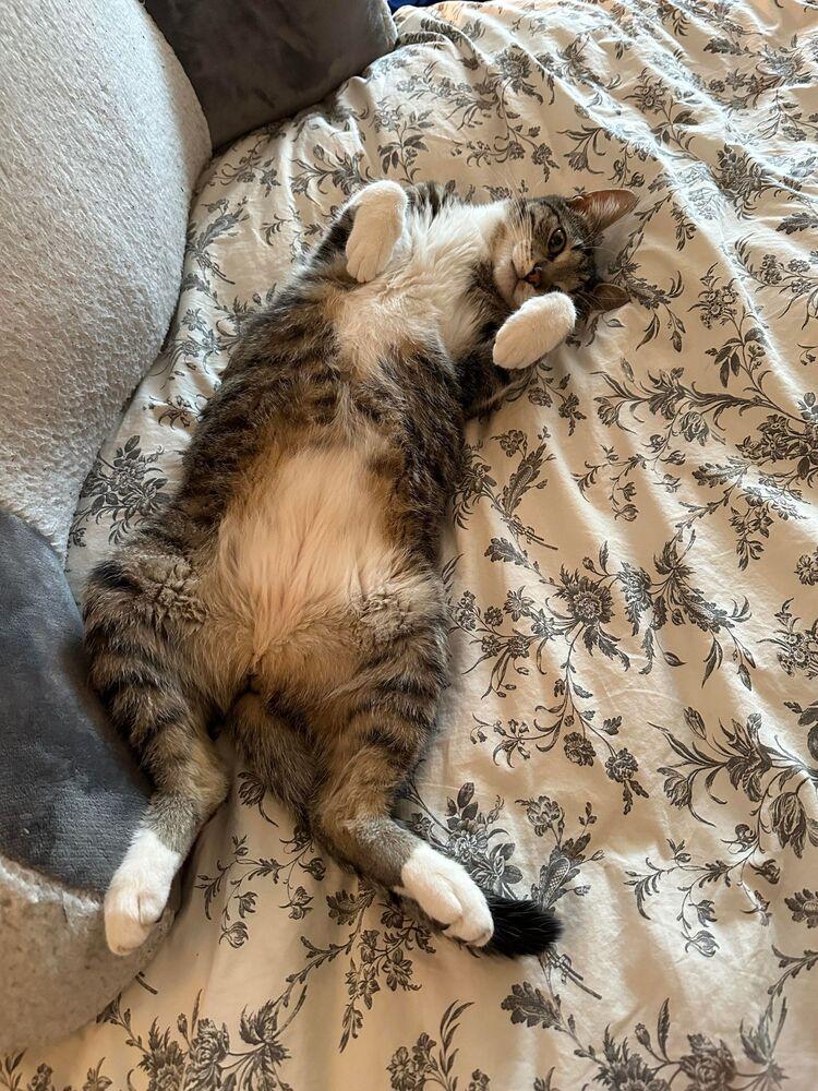 Rainbow Dash, a Adoptable Domestic Short Hair in Chicago, IL image 5/6