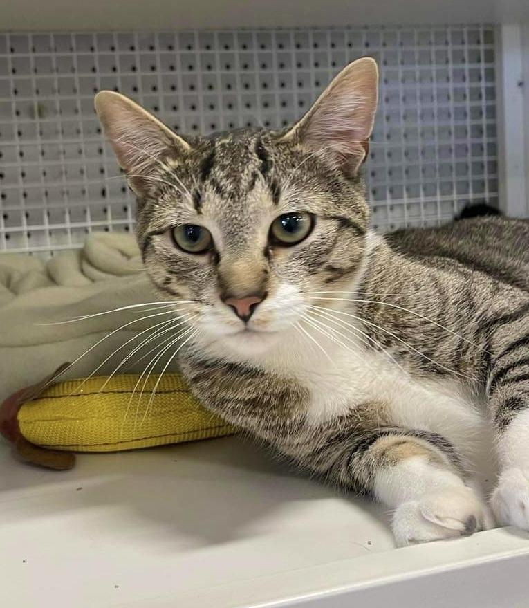 Rainbow Dash, a Adoptable Domestic Short Hair in Chicago, IL image 6/6