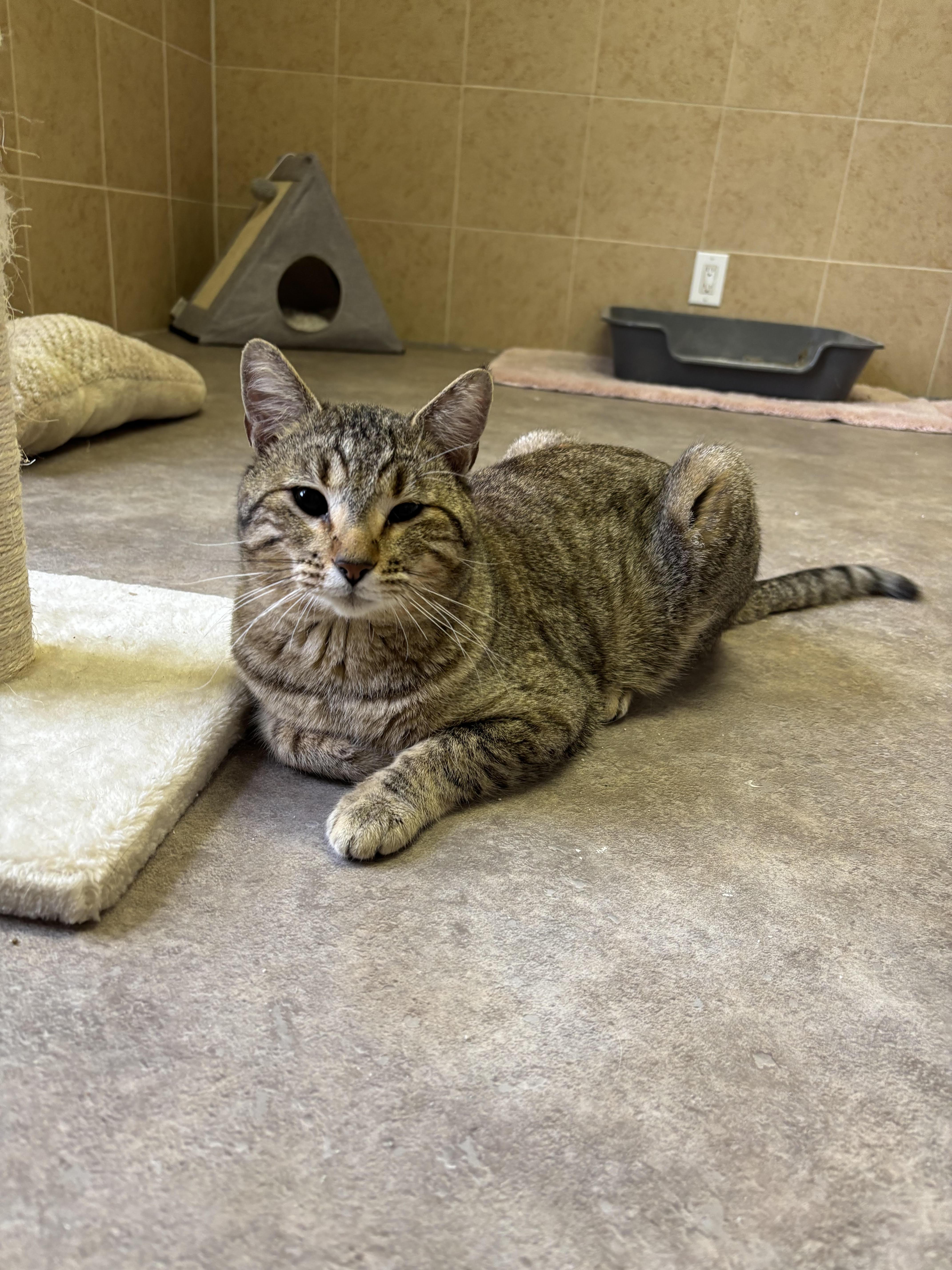 Mister, ADOPTABLE, Adult Male Domestic Short Hair.