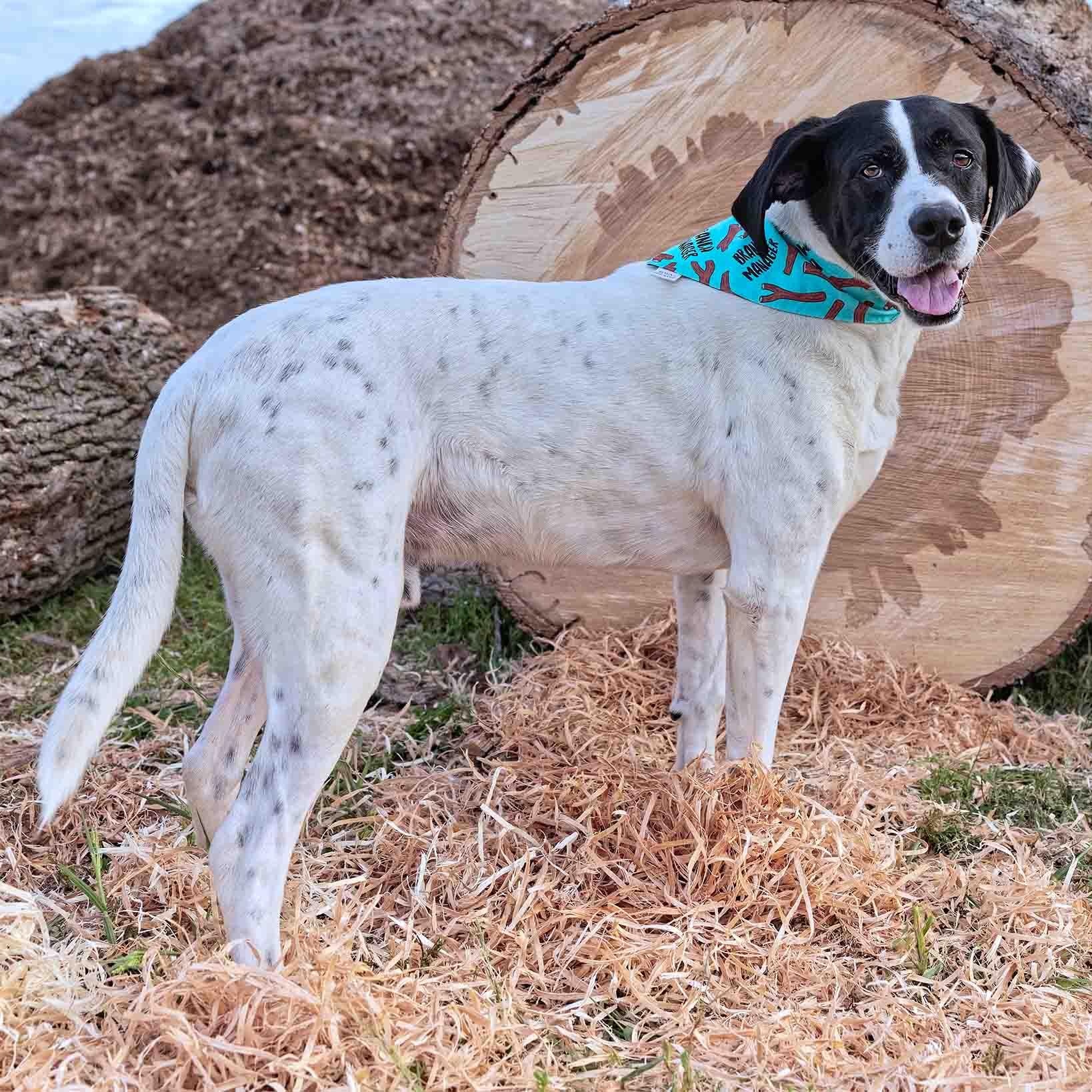Jeffery, a Adoptable mixed breed in Clarinda, IA image 3/5