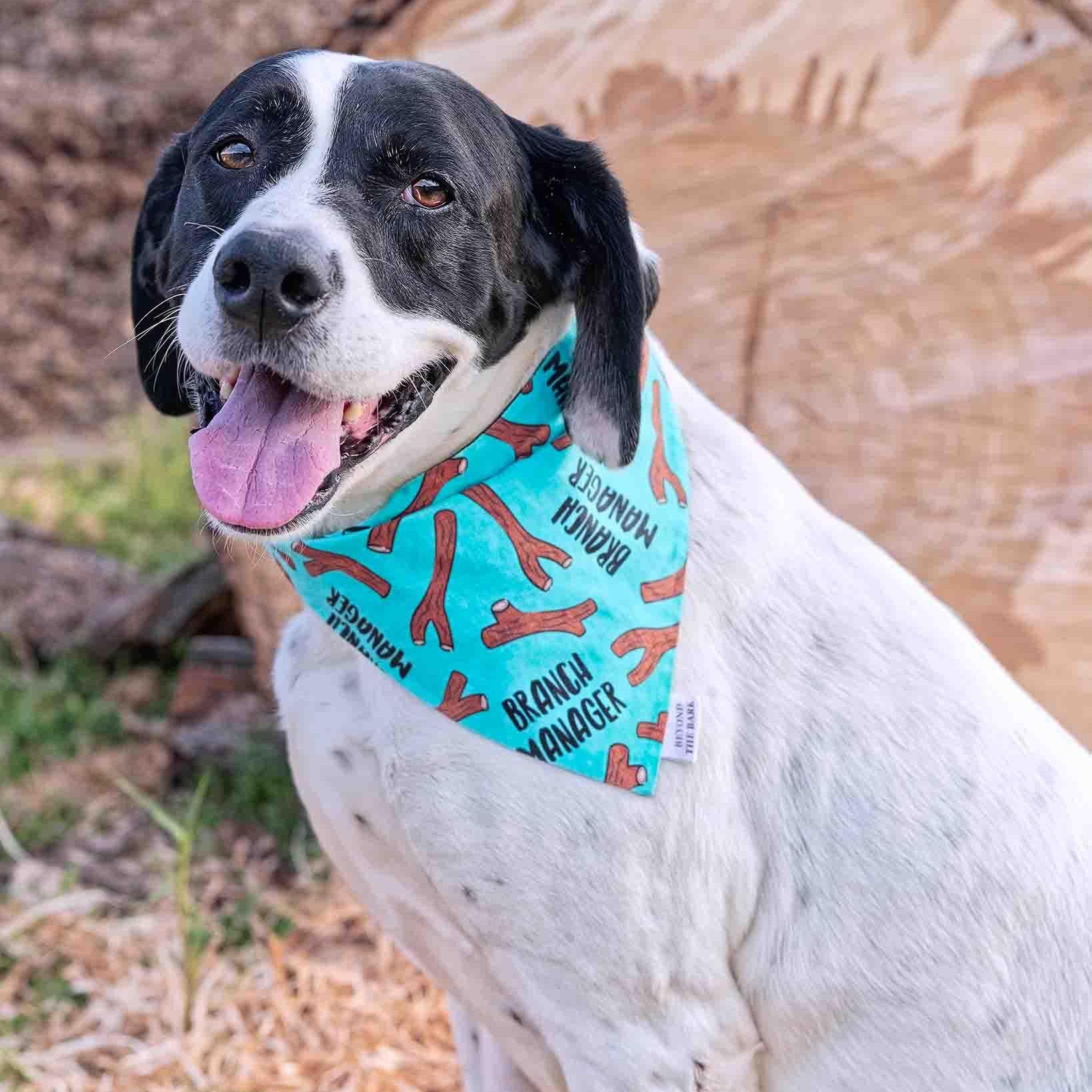 Jeffery, a Adoptable mixed breed in Clarinda, IA image 4/5