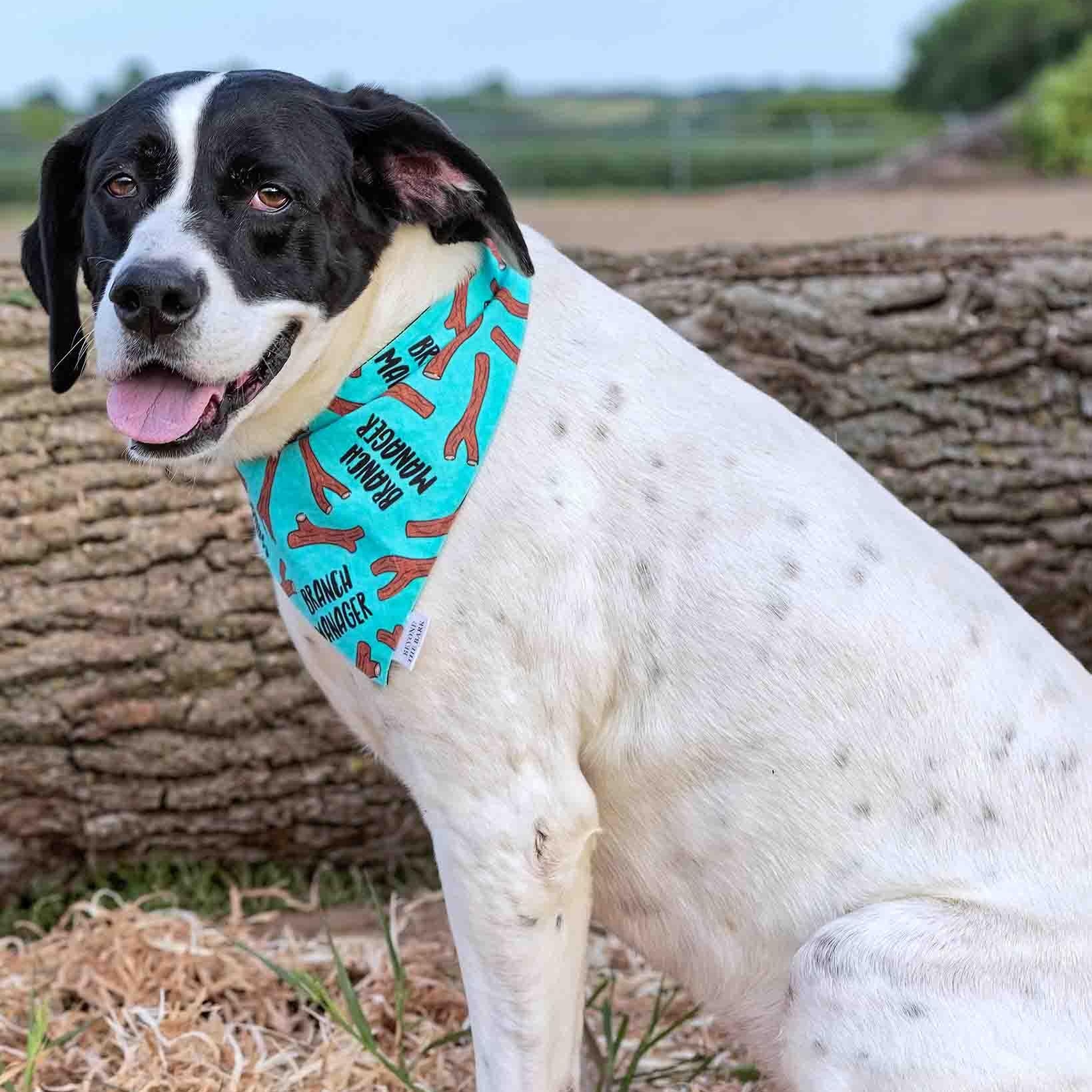 Jeffery, a Adoptable mixed breed in Clarinda, IA image 2/5
