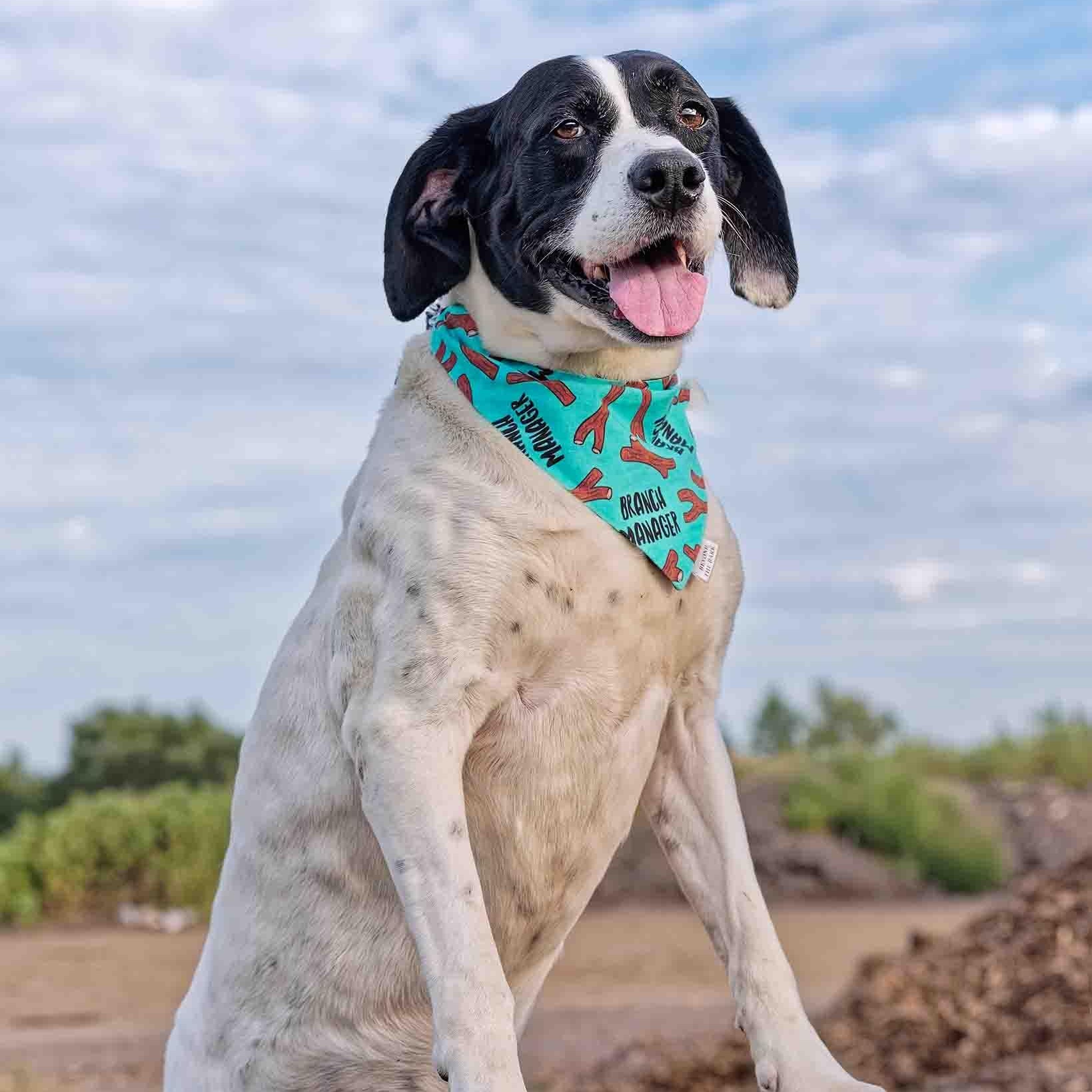 Jeffery, Adoptable, Adult Male English Pointer.