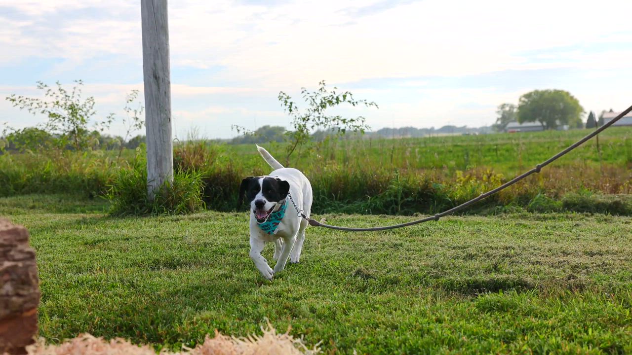 Enlarge Jeffery, a Adoptable mixed breed in Clarinda, IA video 5/5
