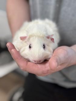 Enlarge Mr. Snow, a Adoptable Guinea Pig in Savannah, GA image 1/1