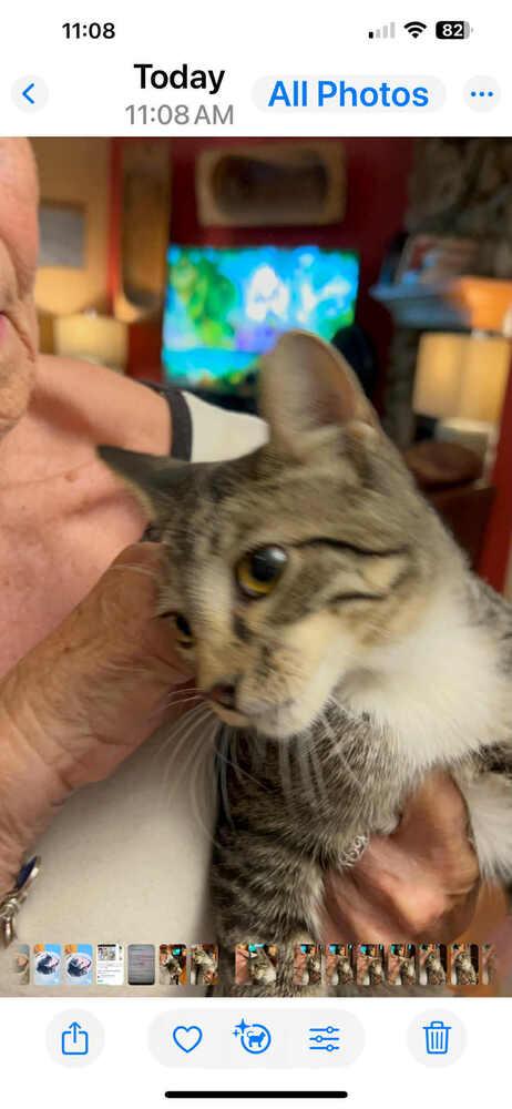 Bree Tabby Hamilton 2, Adoptable, Kitten Female Domestic Short Hair.