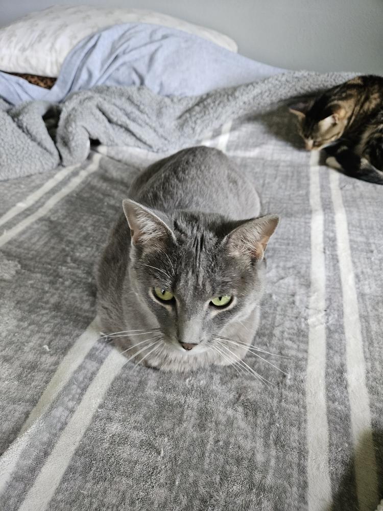Bree Tabby Hamilton 2, Adoptable, Adult Female Domestic Short Hair.