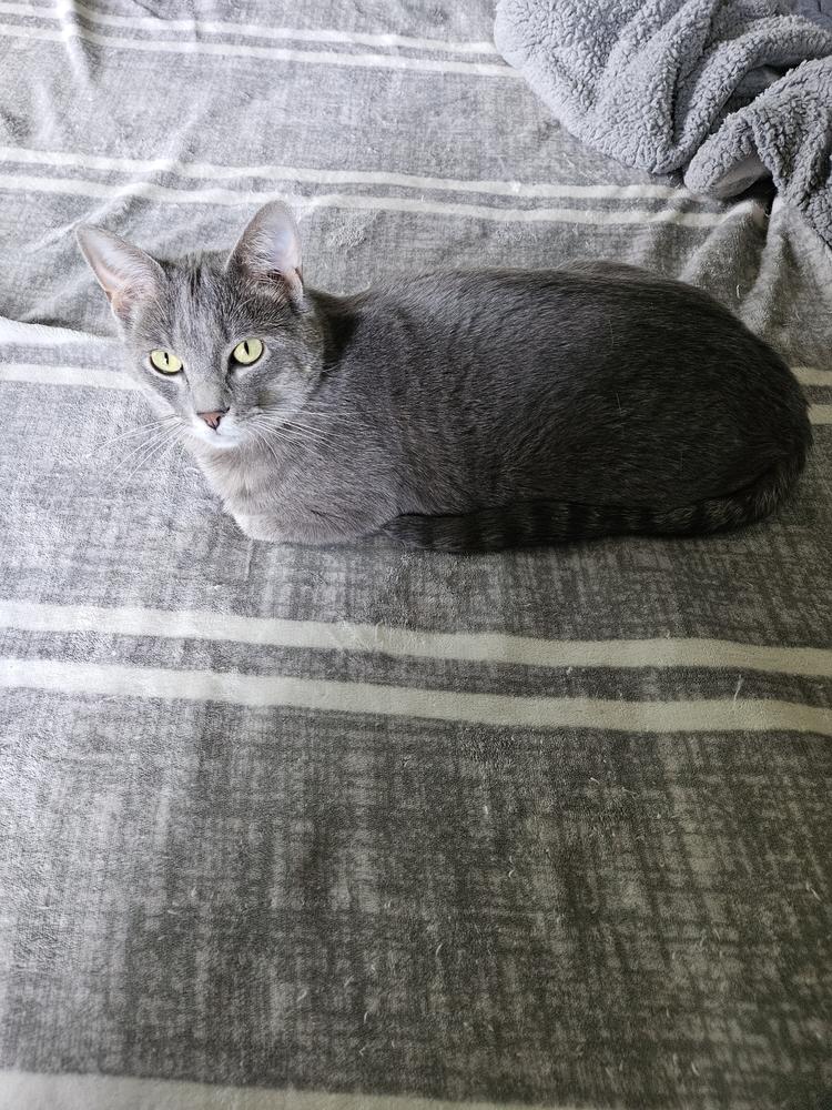 Bree Tabby Hamilton 2, a Adoptable Domestic Short Hair in Peoria, IL image 2/2