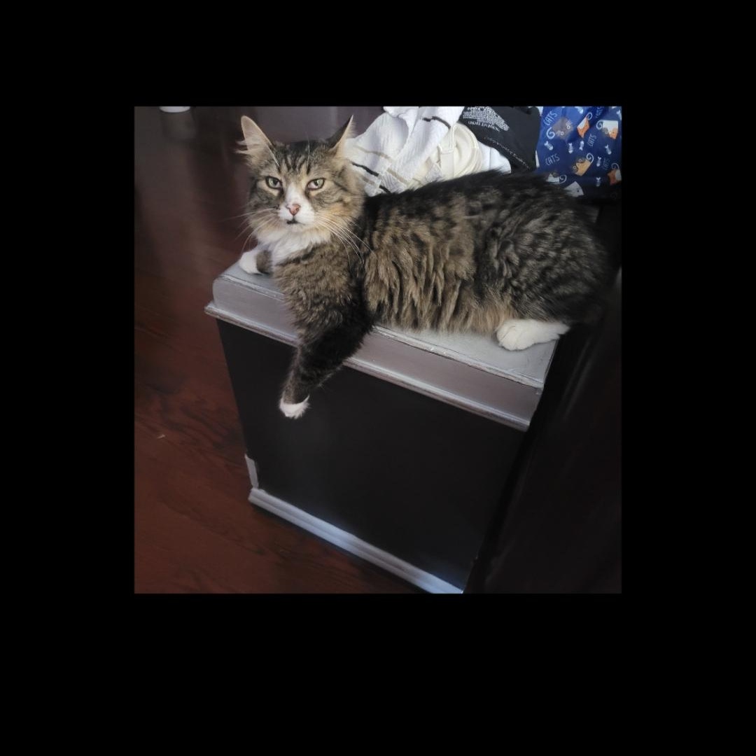 Julian (m) 4yrs old Maine coon mix, a ADOPTABLE mixed breed in Ottawa, ON image 6/6