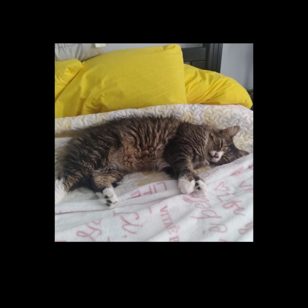 Julian (m) 4yrs old Maine coon mix, a ADOPTABLE mixed breed in Ottawa, ON image 2/6