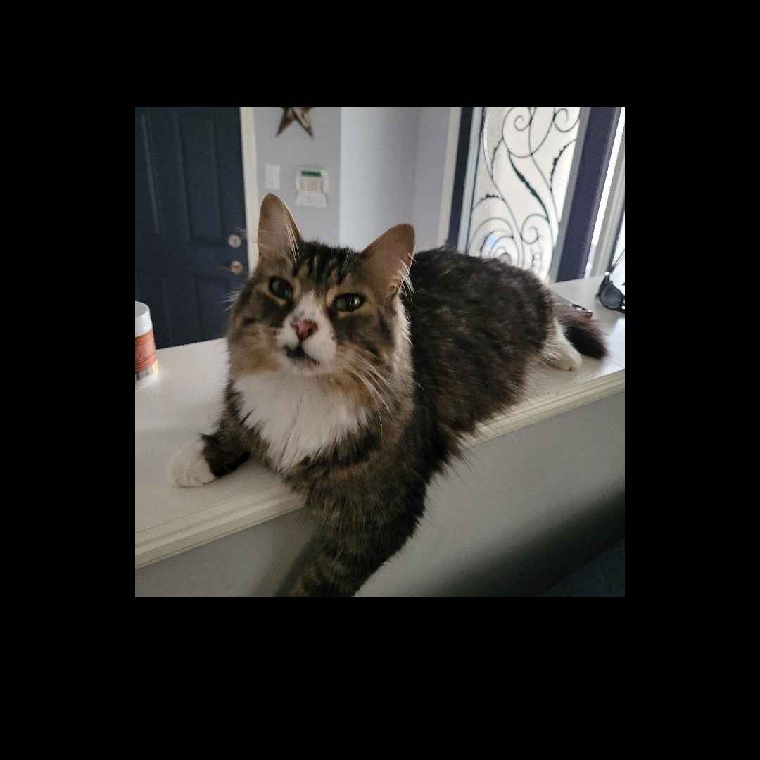 Julian (m) 4yrs old Maine coon mix, a ADOPTABLE mixed breed in Ottawa, ON image 4/6