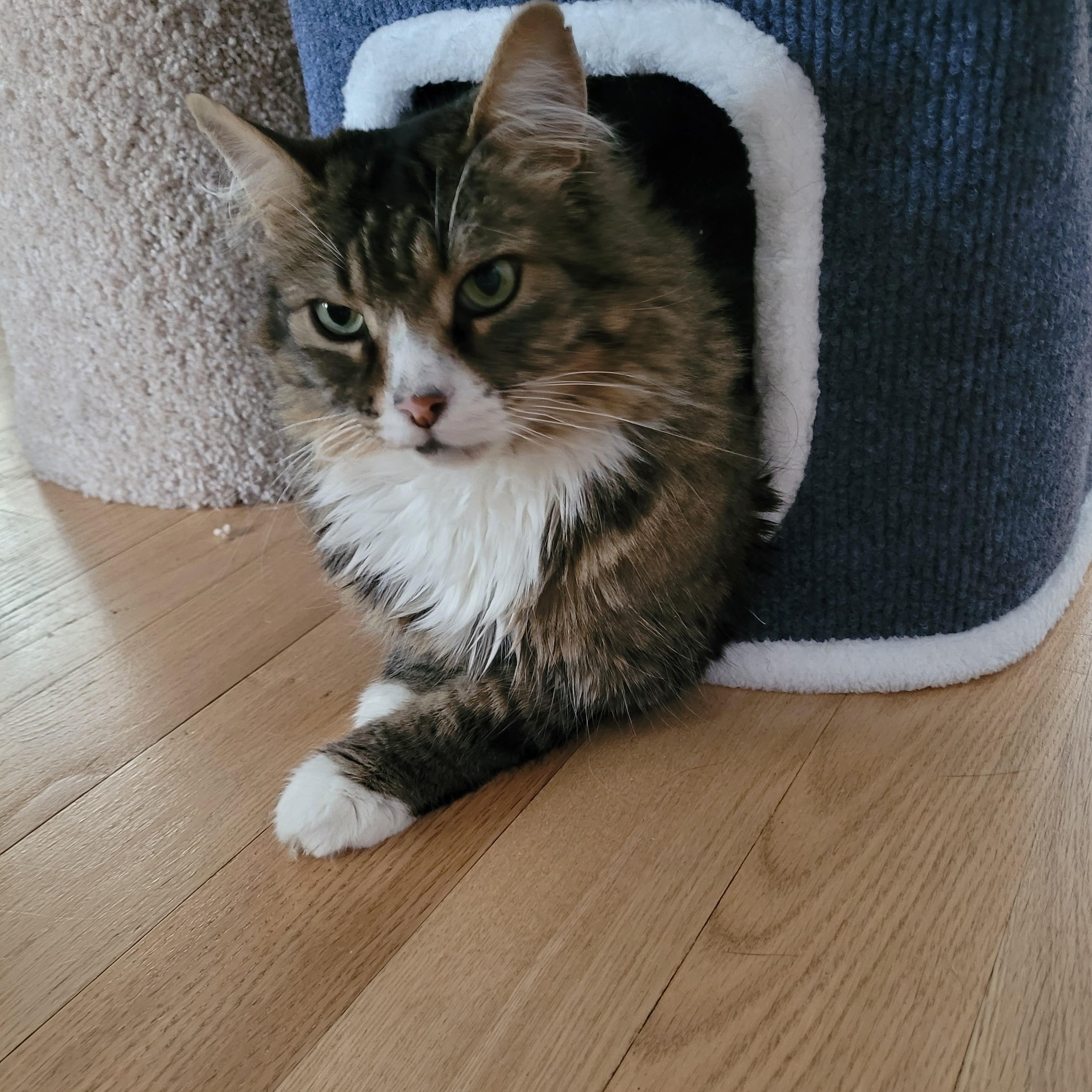 Julian (m) 4yrs old Maine coon mix, ADOPTABLE, Adult Male Maine Coon & Norwegian Forest Cat.