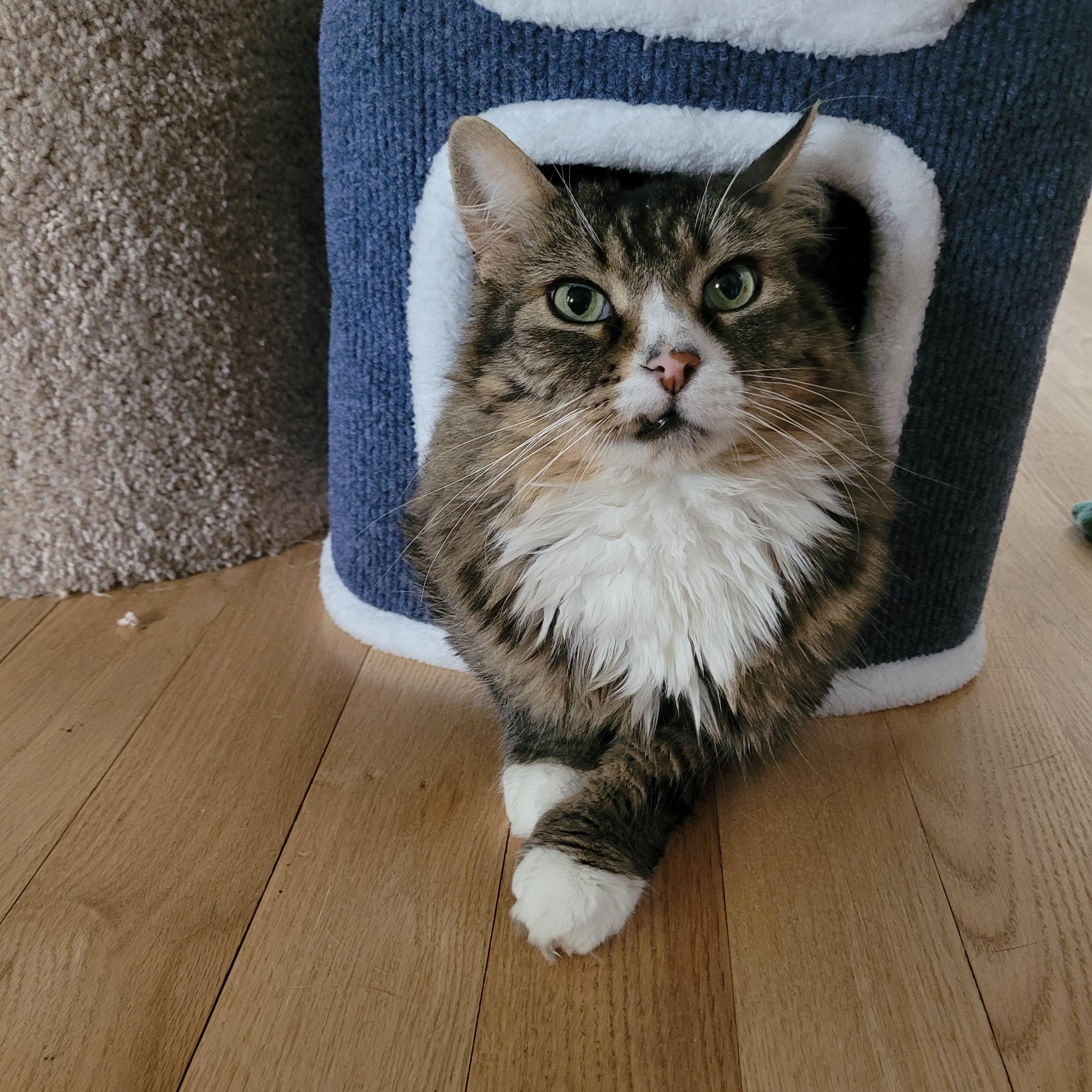 Julian (m) 4yrs old Maine coon mix, a ADOPTABLE mixed breed in Ottawa, ON image 5/6