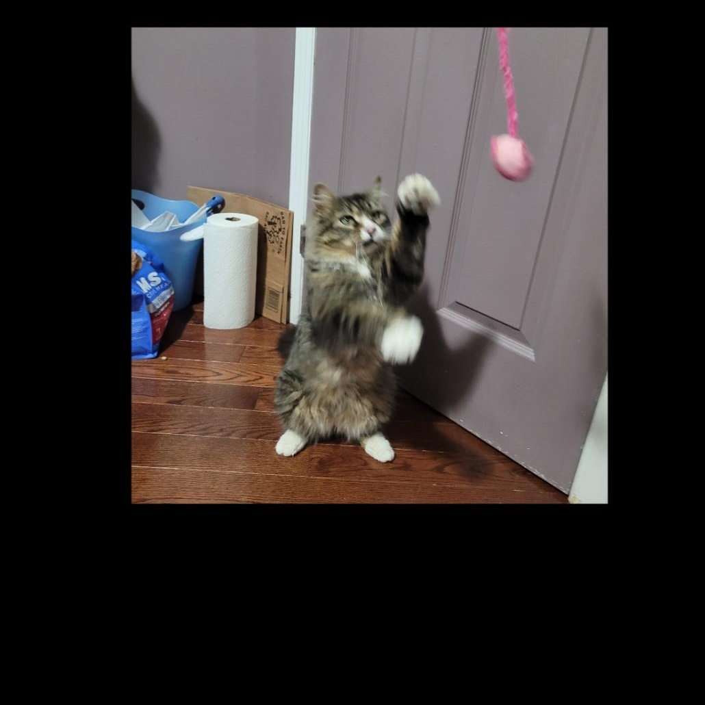 Julian (m) 4yrs old Maine coon mix, a ADOPTABLE mixed breed in Ottawa, ON image 3/6