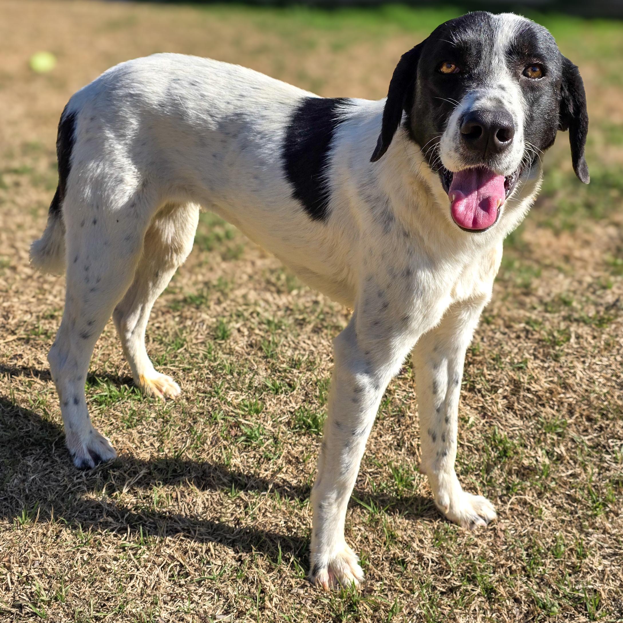 Enlarge Ladybug , a Adoptable mixed breed in Laurel, MT image 1/6