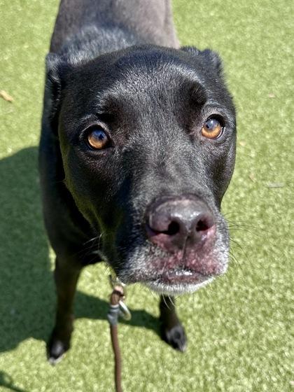 Enlarge Oreo, a Adoptable mixed breed in Wichita, KS image 1/3
