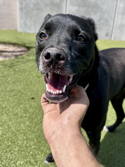 Enlarge Oreo, a Adoptable mixed breed in Wichita, KS image 3/3
