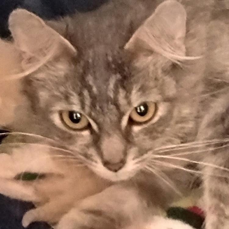 Enlarge Mouse, a Adoptable mixed breed in Grand Rapids, MN image 1/2