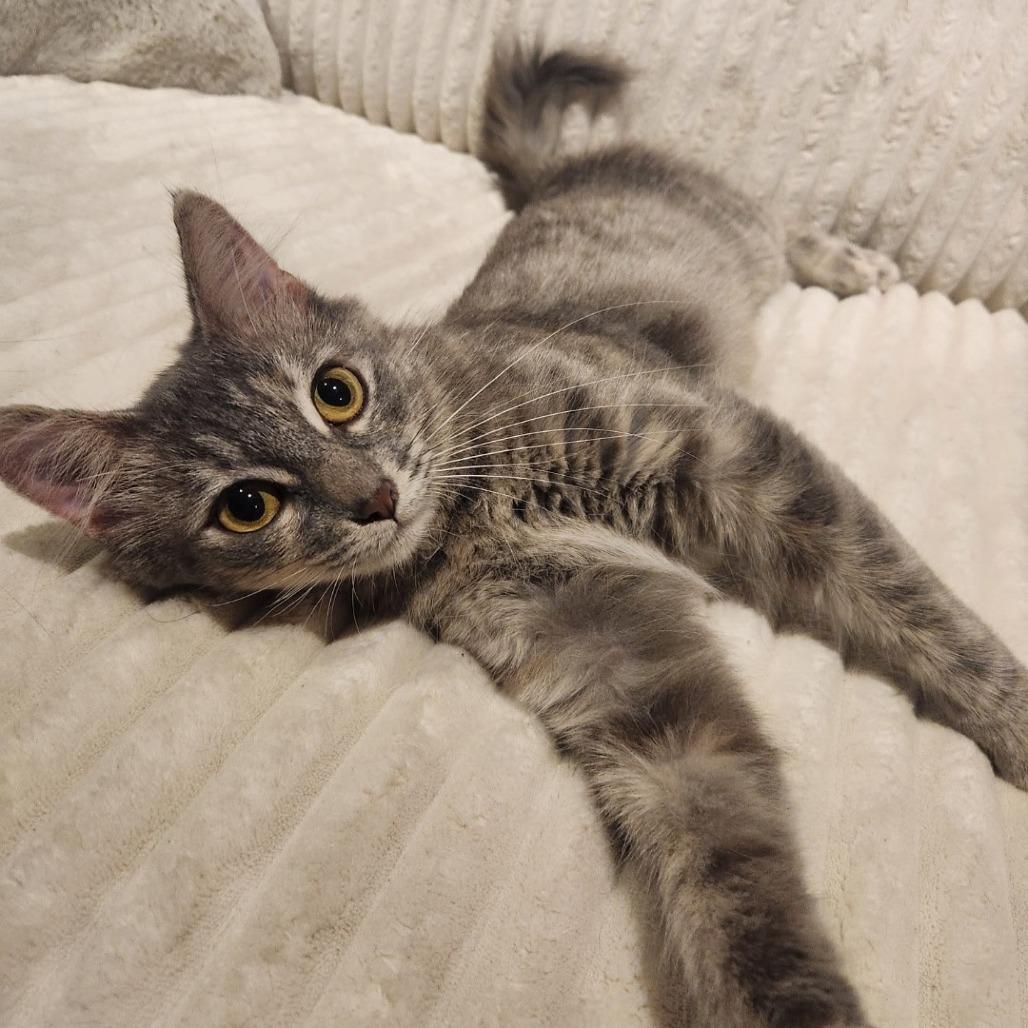 Mouse, Adoptable, Adult Female Domestic Medium Hair.