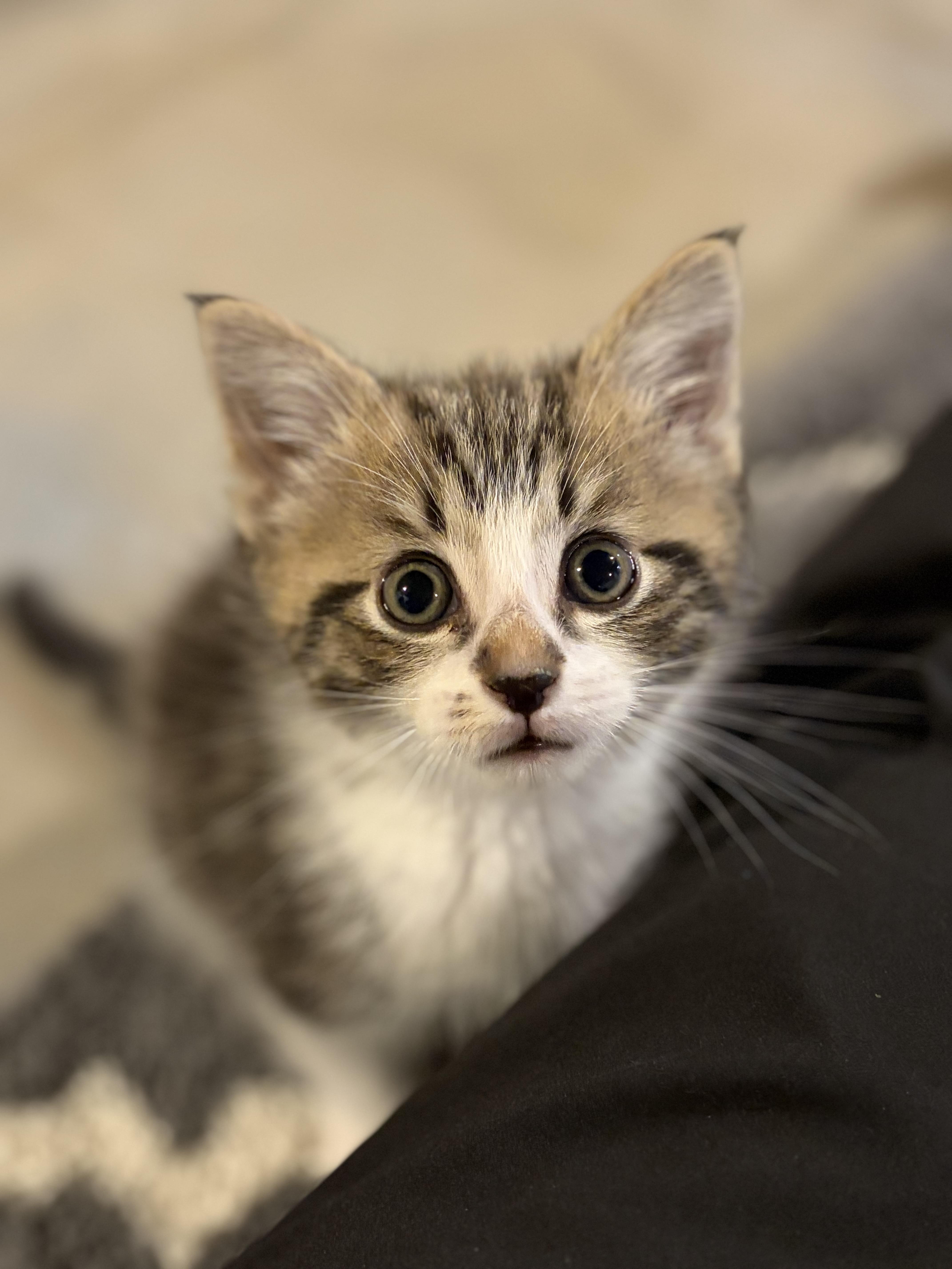 Enlarge Winnie, an adopted Domestic Short Hair in brant, MI image 2/2