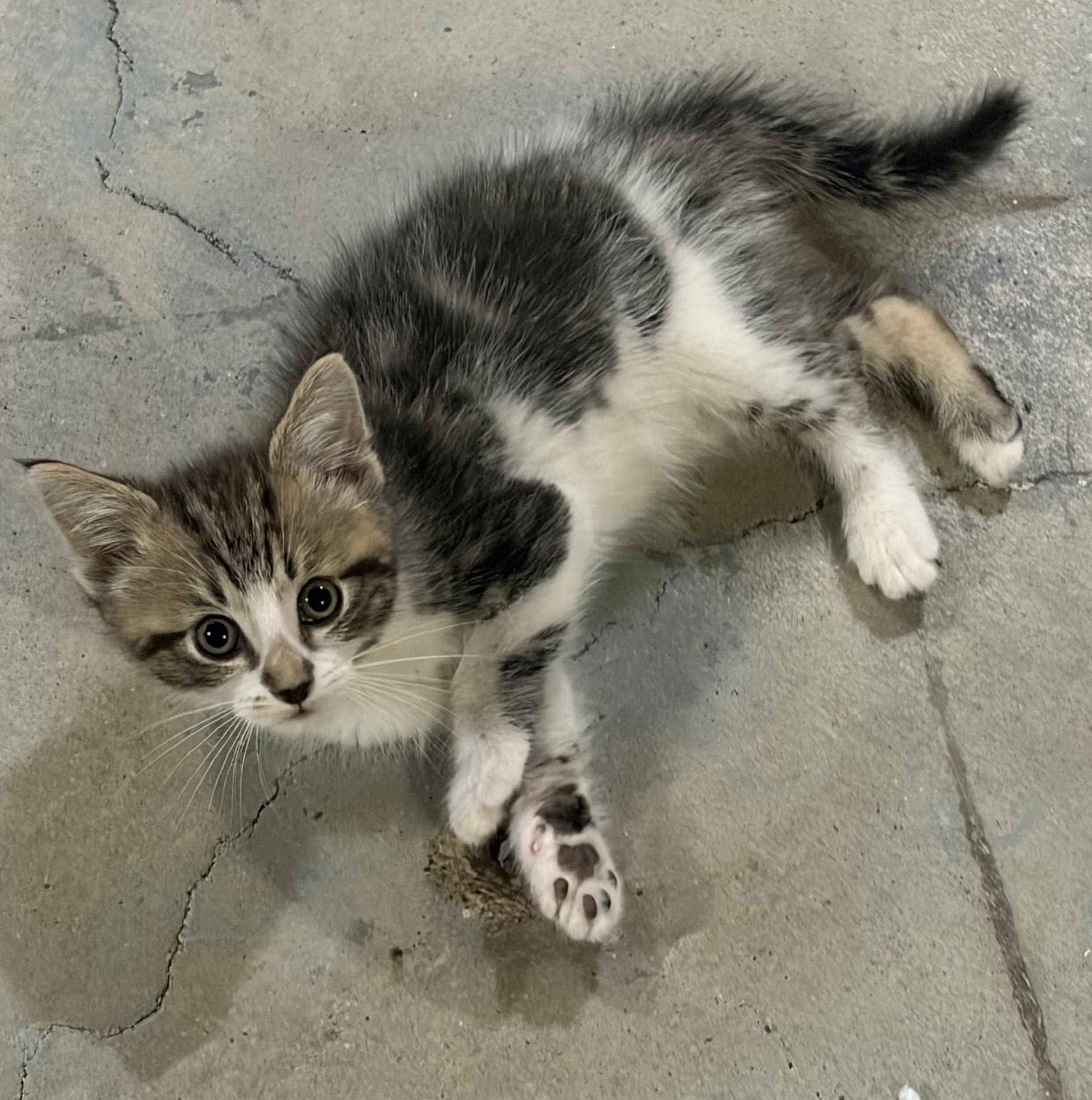 Winnie, adopted, Kitten Male Domestic Short Hair.