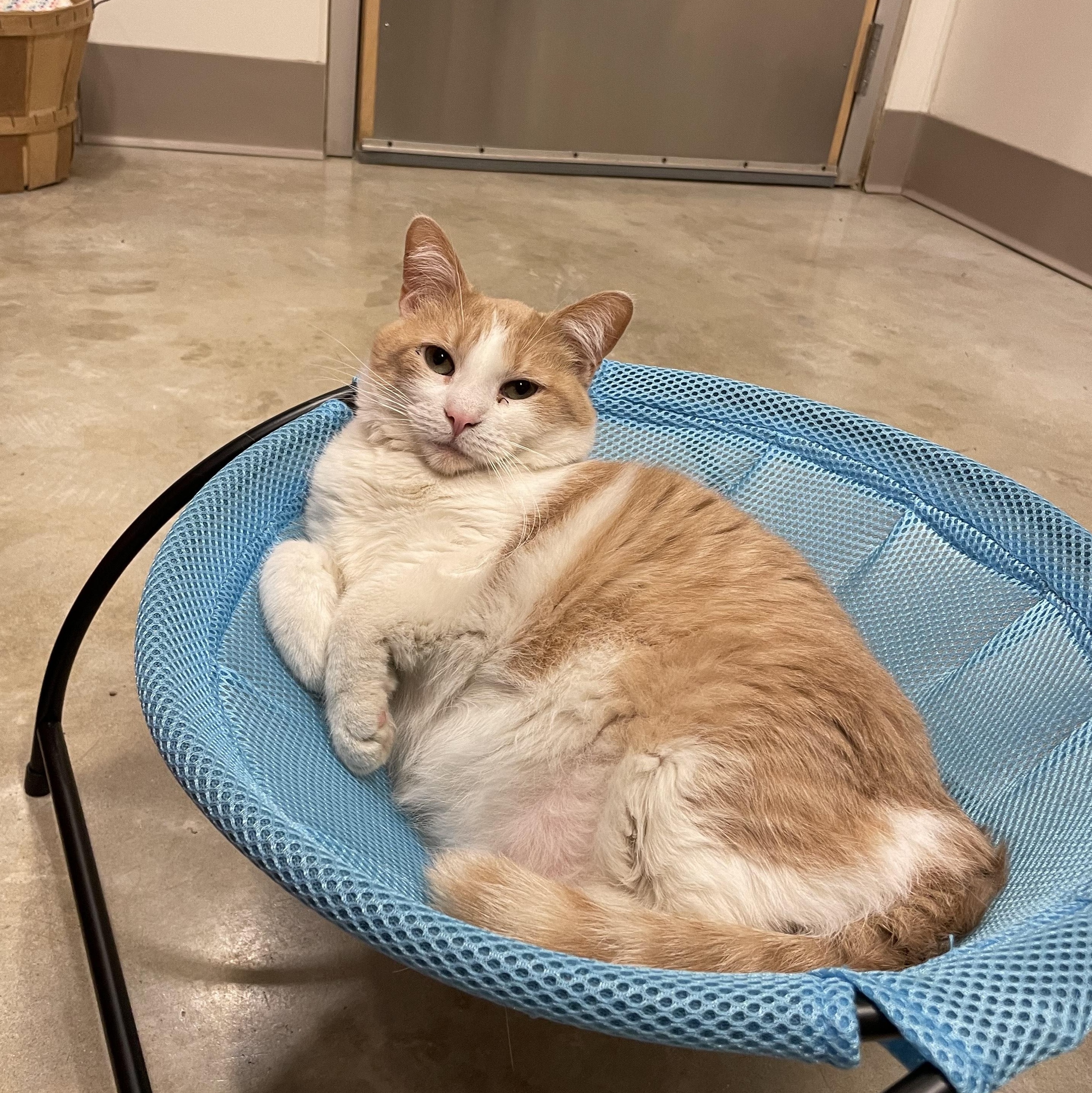 Ophelia, a Adoptable Domestic Short Hair in Chicago, IL image 1/2