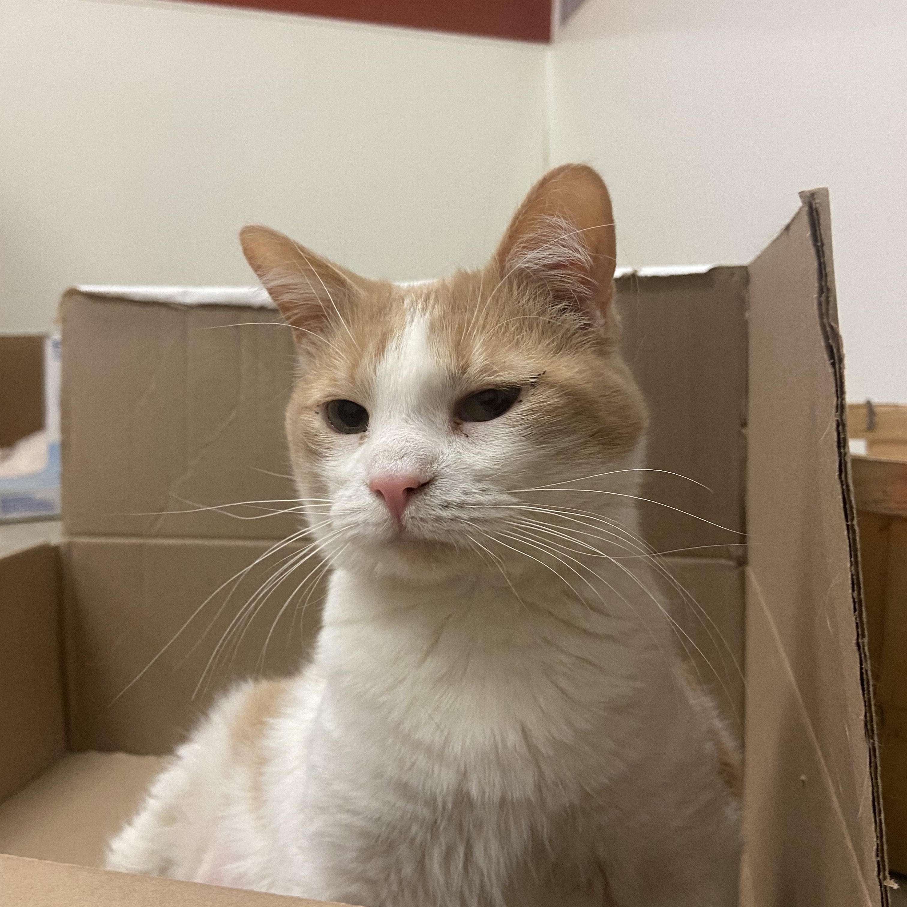 Ophelia, a Adoptable Domestic Short Hair in Chicago, IL image 2/2