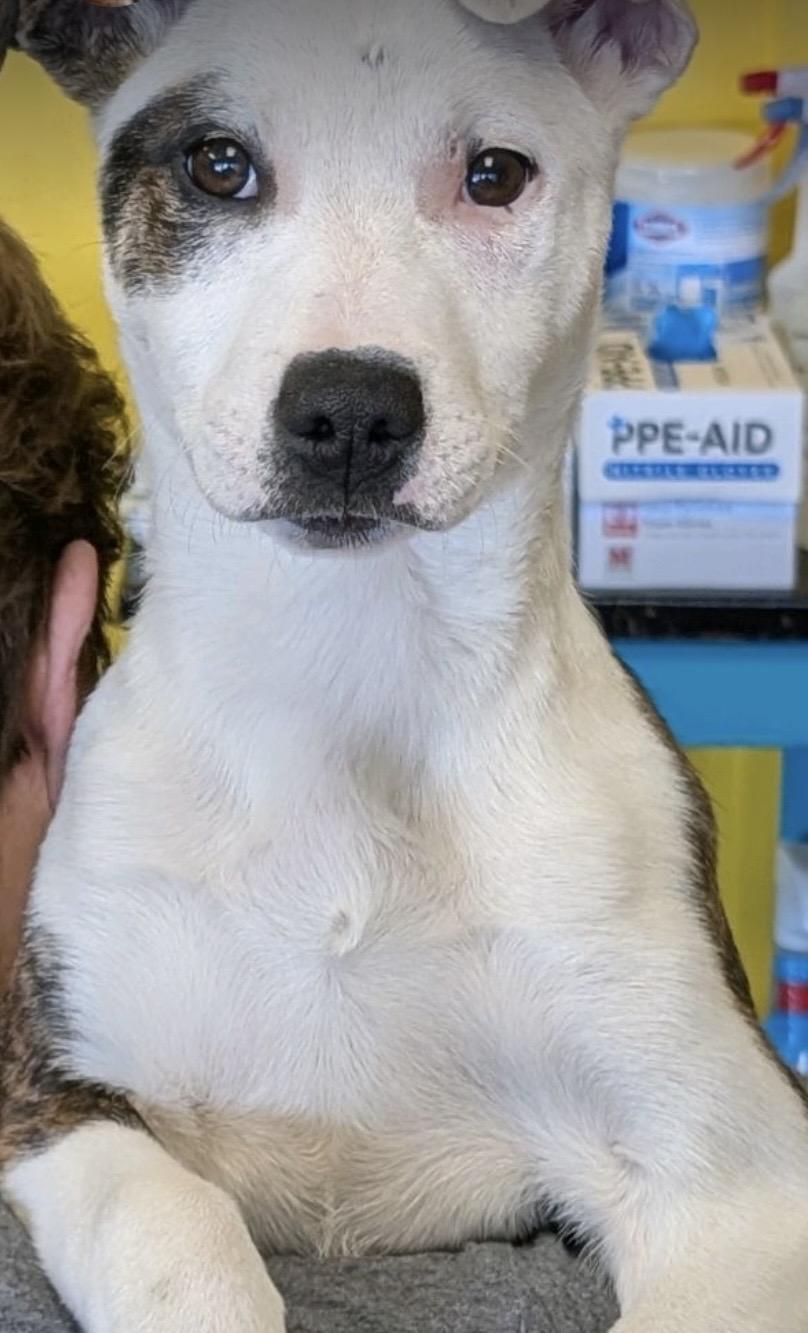 Enlarge Elsa, a ADOPTABLE mixed breed in Pensacola, FL image 2/3