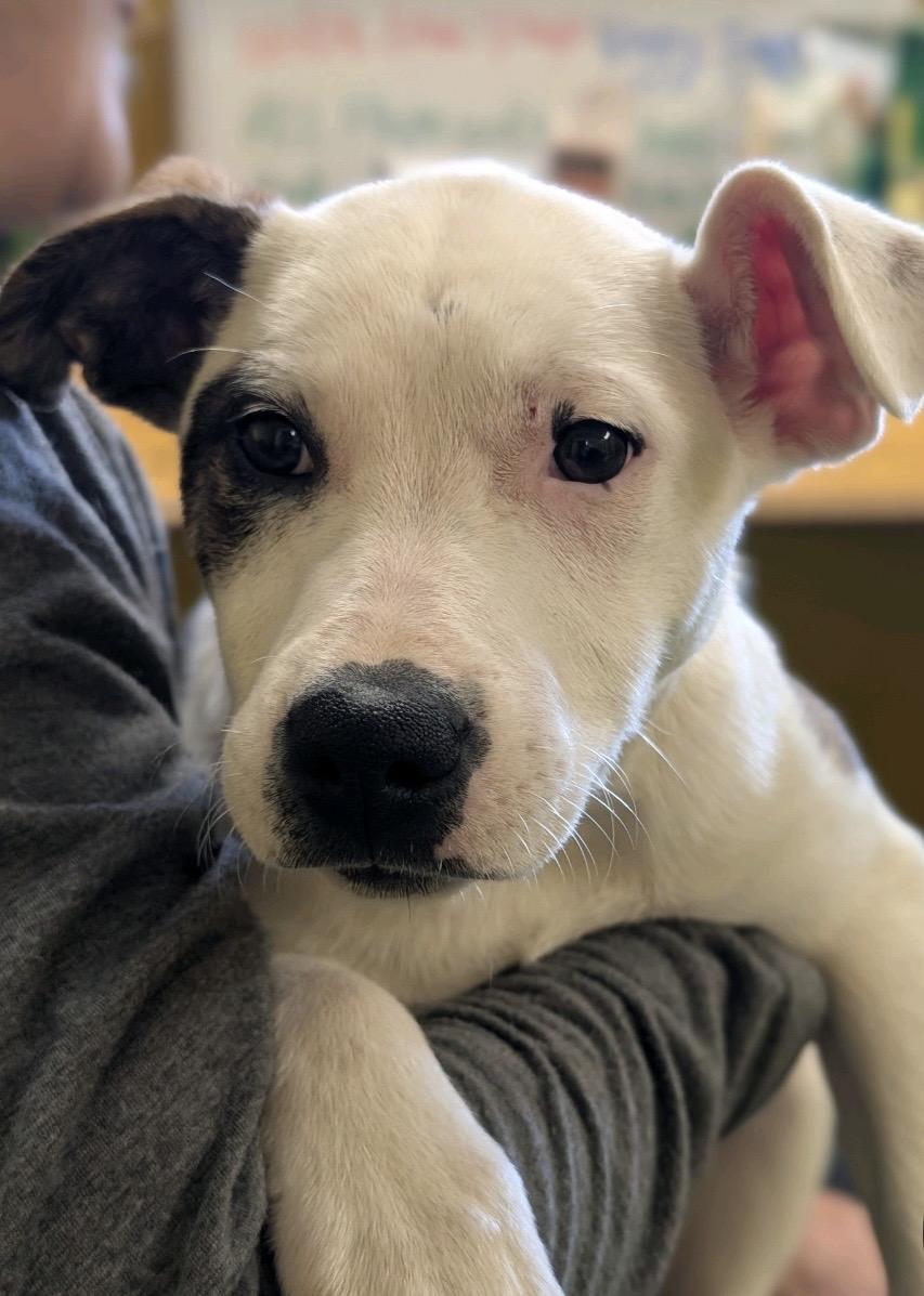 Elsa, ADOPTABLE, Young Female Terrier.