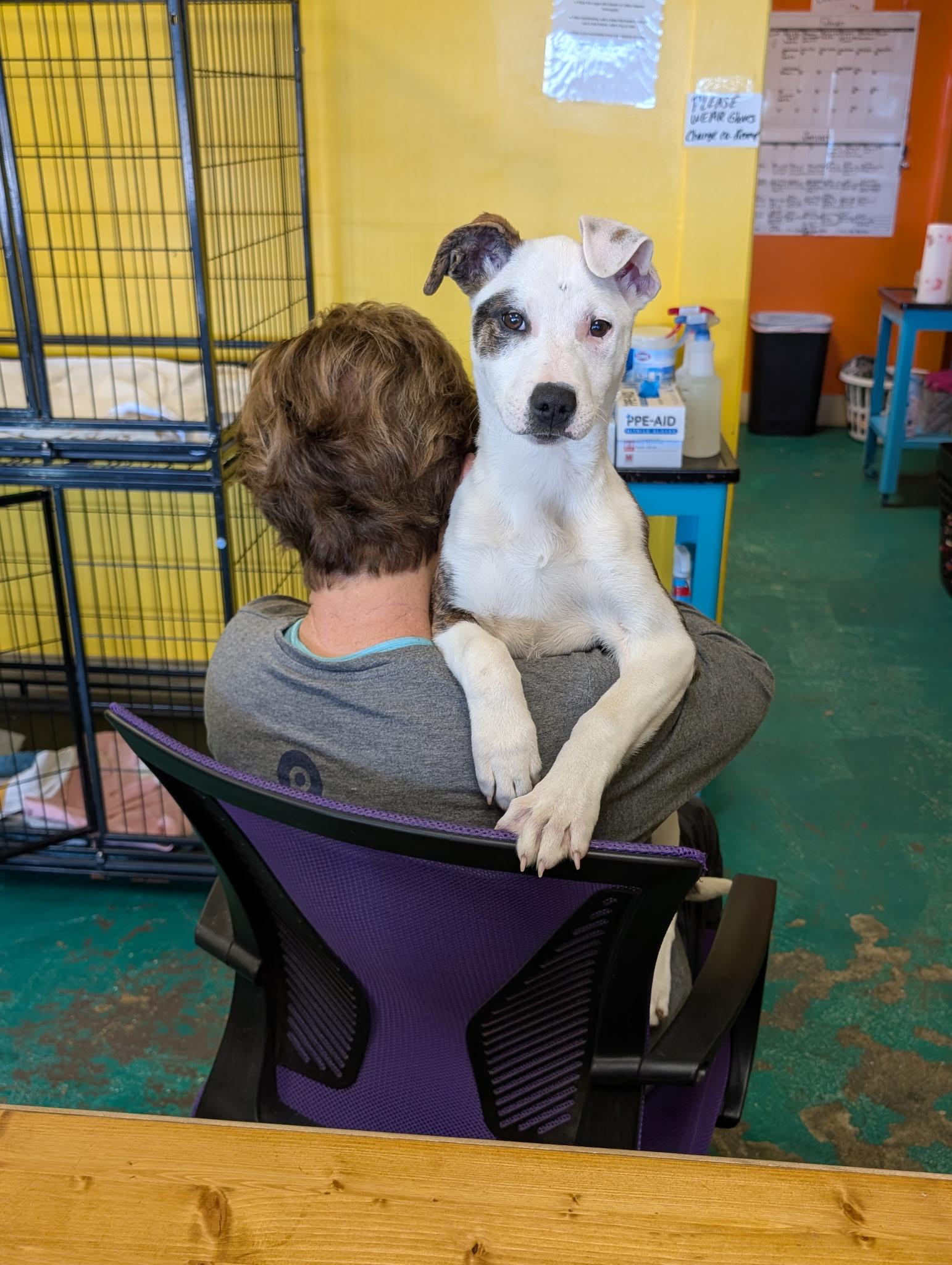 Enlarge Elsa, a ADOPTABLE mixed breed in Pensacola, FL image 3/3
