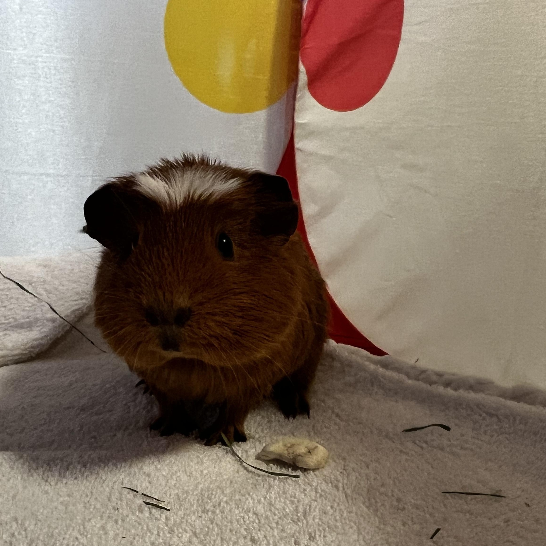 Enlarge Carrot Top OS-427/25, a Adoptable Guinea Pig in Burlington, ON image 1/2