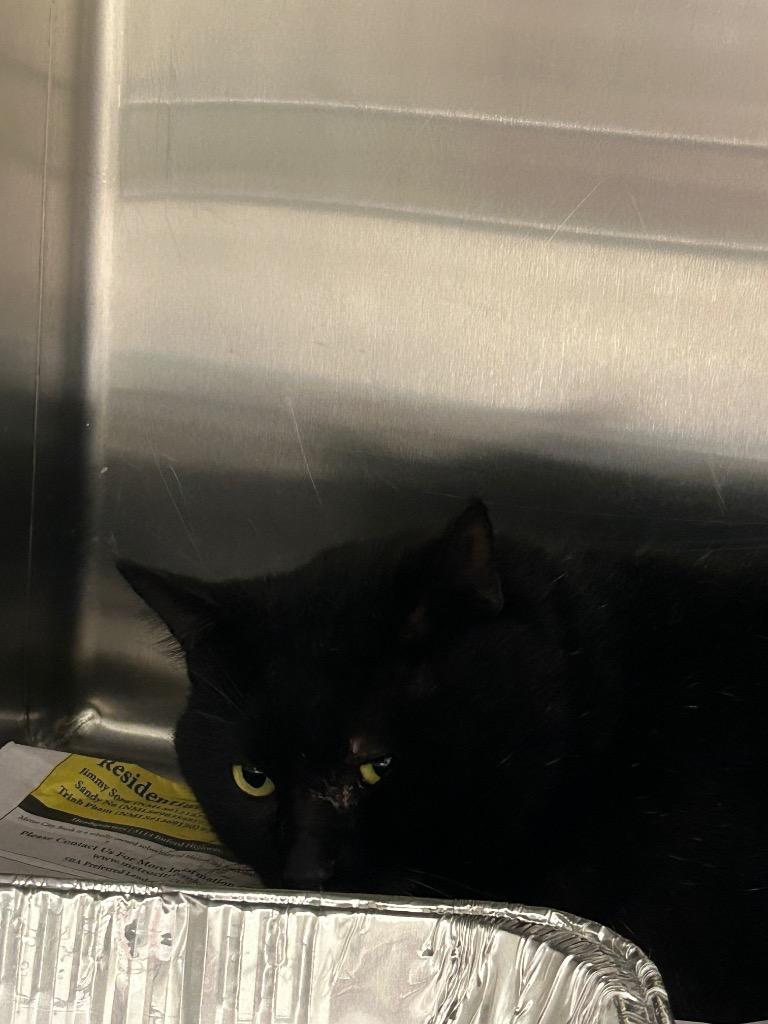 2026-01-022 *Boogyman*, Adopted, Adult Male Domestic Short Hair.