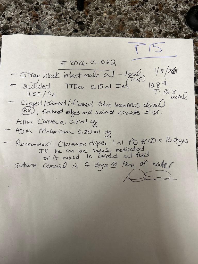 Enlarge 2026-01-022 *Boogyman*, a Adopted mixed breed in Winder, GA image 1/2