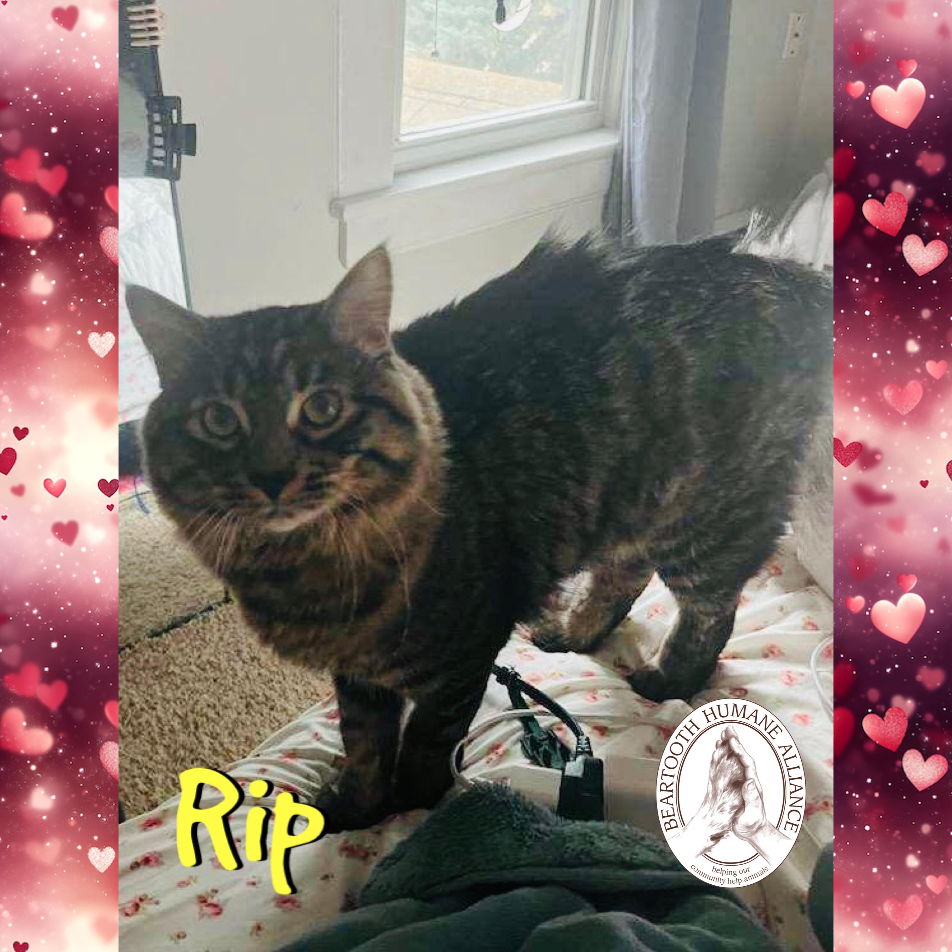 Rip, an adopted mixed breed in Red Lodge, MT image 2/3