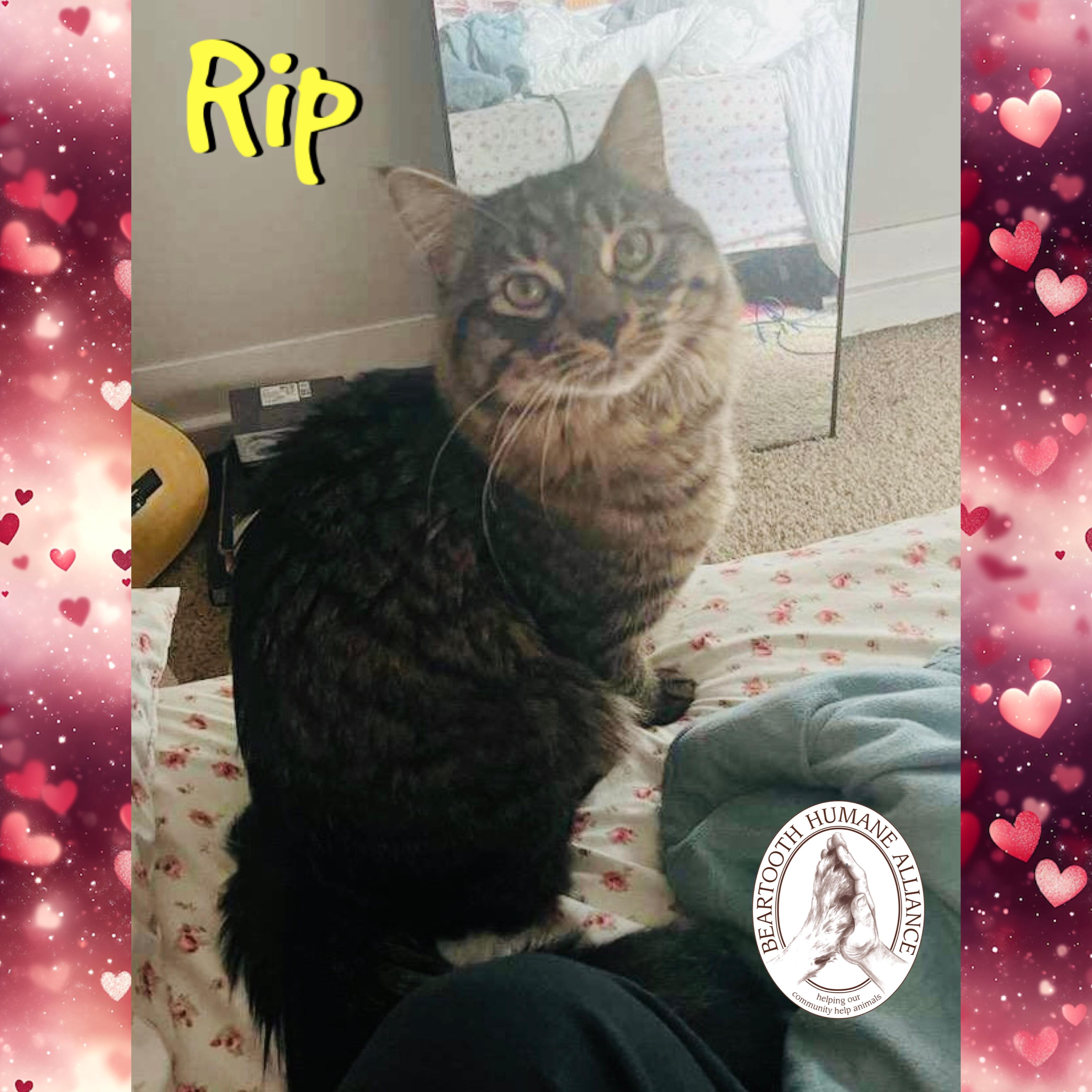 Rip, an adopted mixed breed in Red Lodge, MT image 1/3