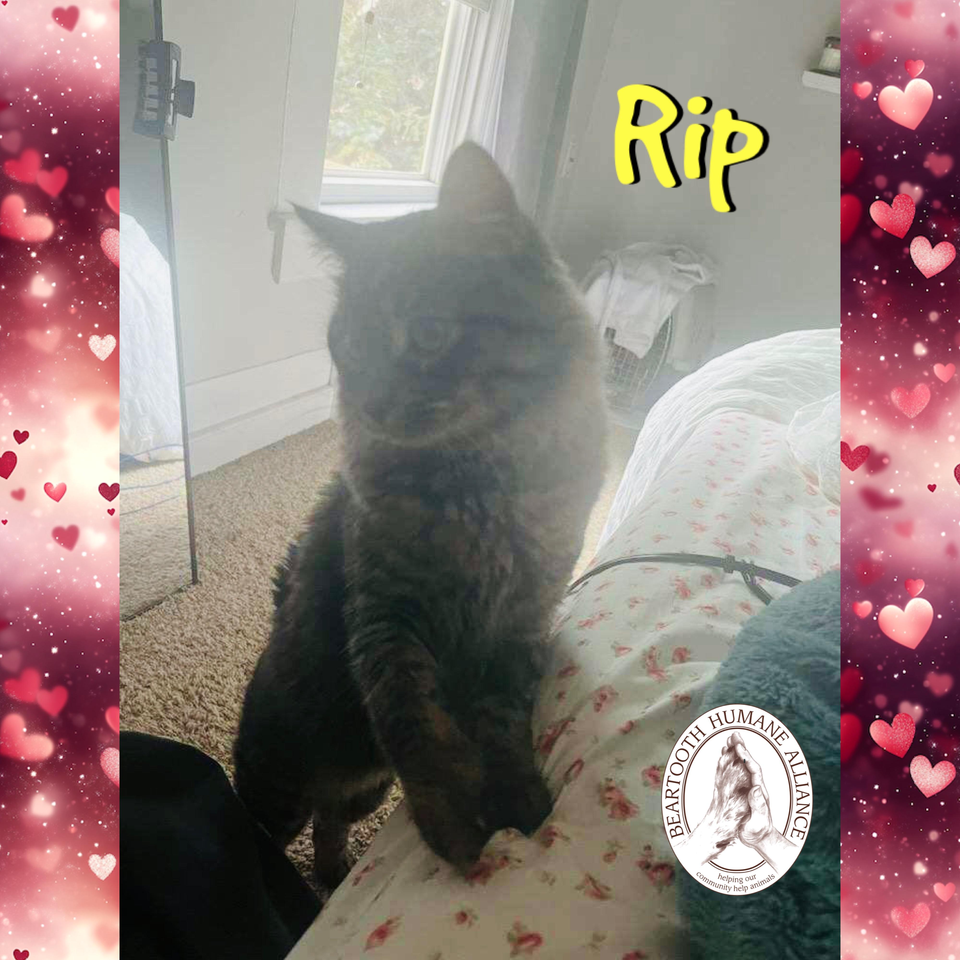 Rip, an adopted mixed breed in Red Lodge, MT image 3/3