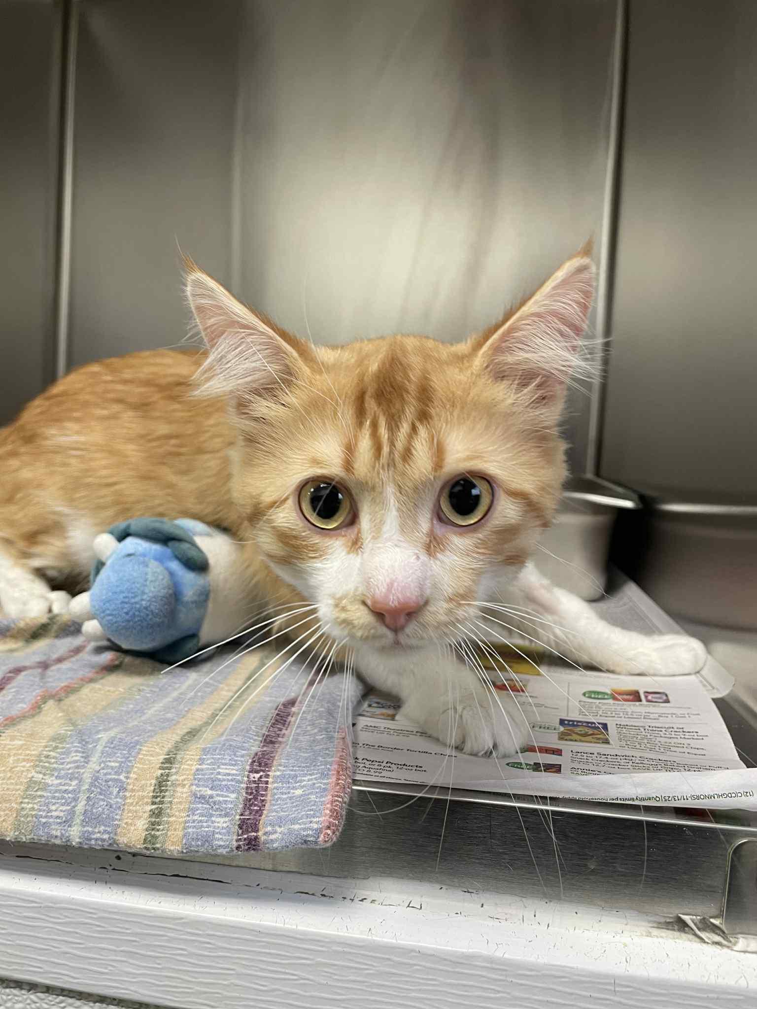 Enlarge Chandler, a Adoptable Domestic Short Hair in Covington, VA image 1/1