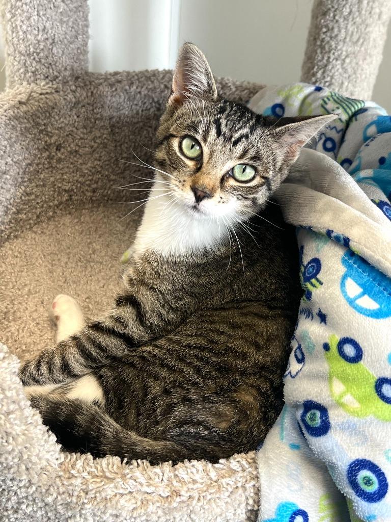 Socks, Adoptable, Kitten Female Domestic Short Hair.
