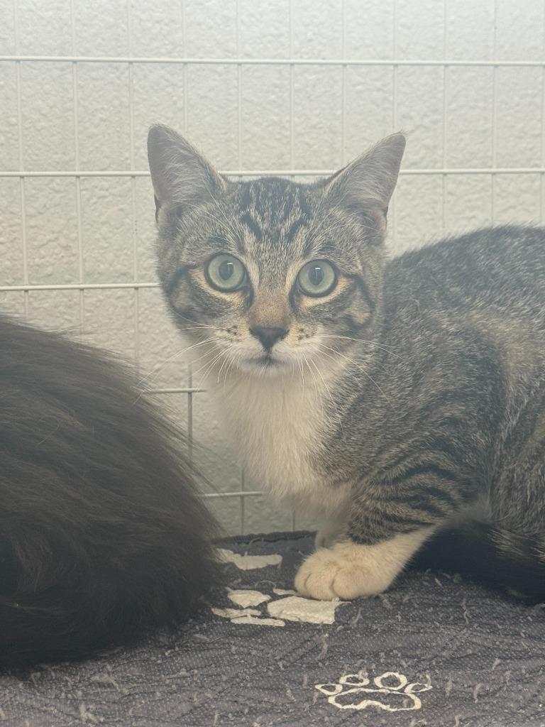Socks, a Adoptable mixed breed in Brookings, OR image 2/2