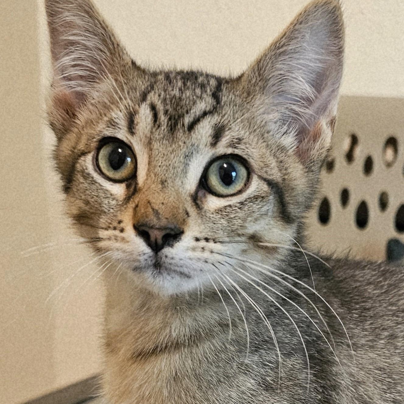 Enlarge Martin - Lots of Fun, a ADOPTABLE Tabby in Hoquiam, WA image 2/3