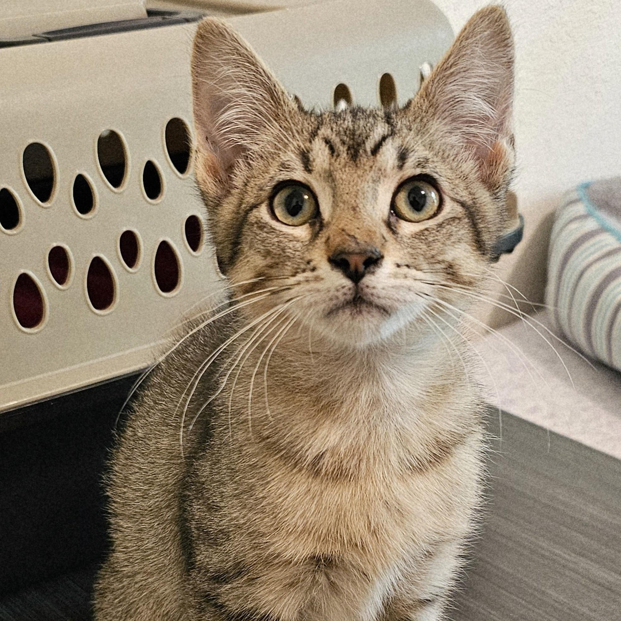 Enlarge Martin - Lots of Fun, a ADOPTABLE Tabby in Hoquiam, WA image 3/3