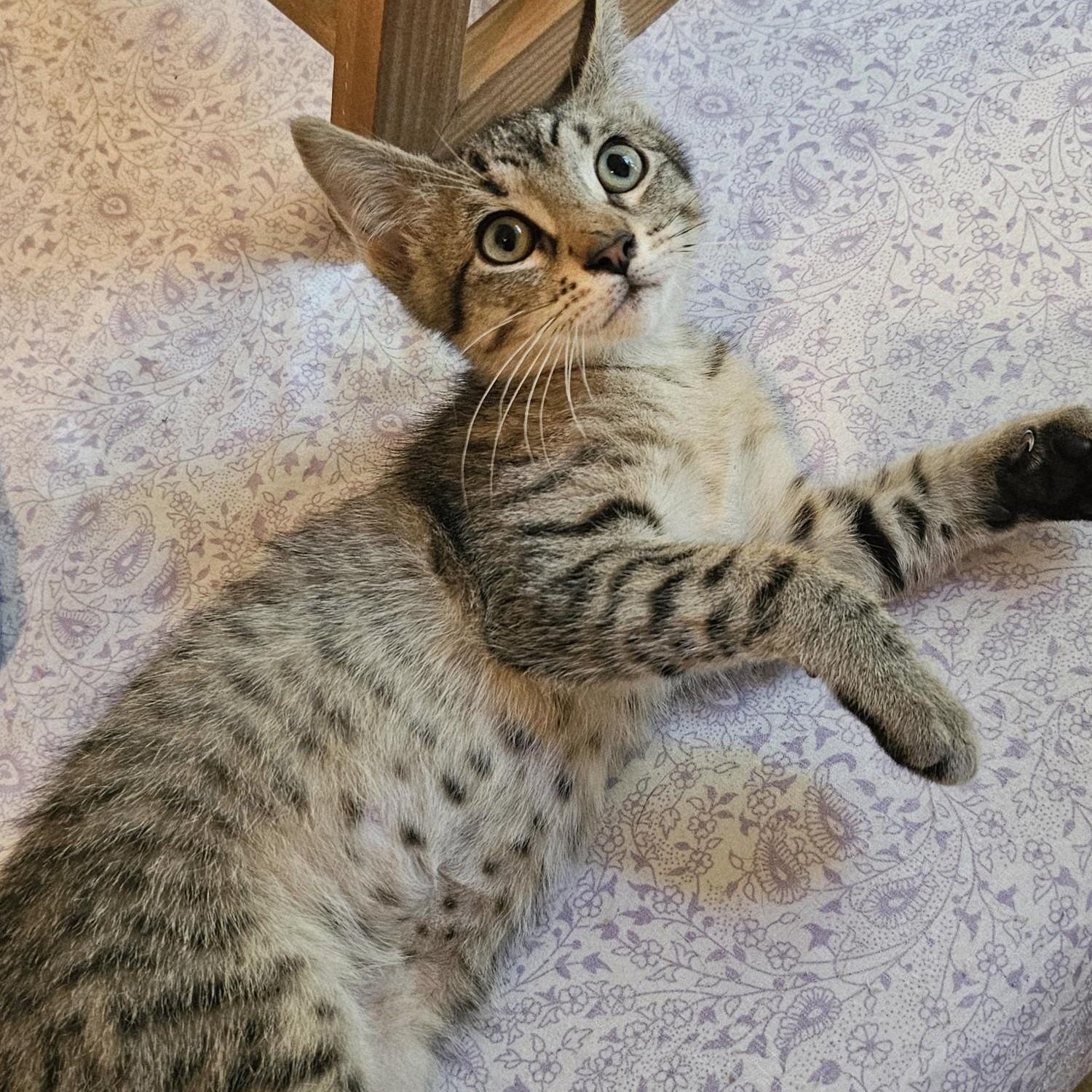 Martin - Lots of Fun, ADOPTABLE, Kitten Male Tabby.