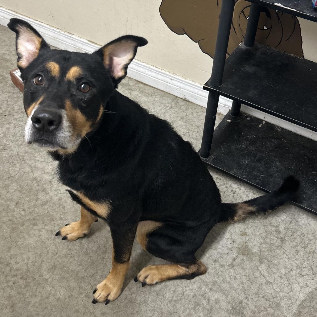 Enlarge Dozer, a Adoptable Doberman Pinscher in Falmouth, KY image 1/1