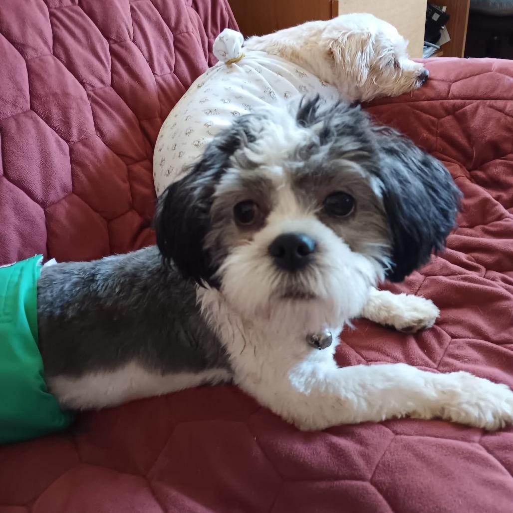Enlarge Cosmo (in PA), a Adoptable Shih Tzu in Shoemakersville, PA image 1/3