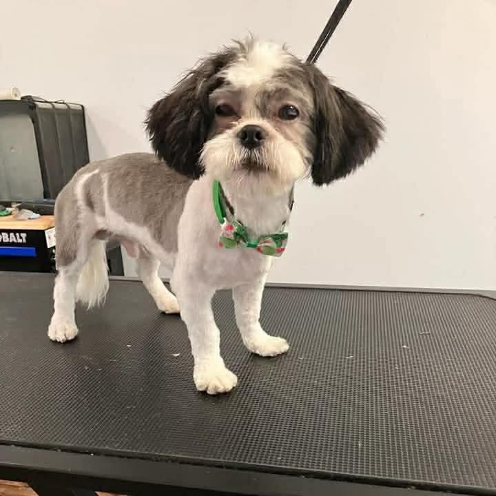 Enlarge Cosmo (in PA), a Adoptable Shih Tzu in Shoemakersville, PA image 3/3