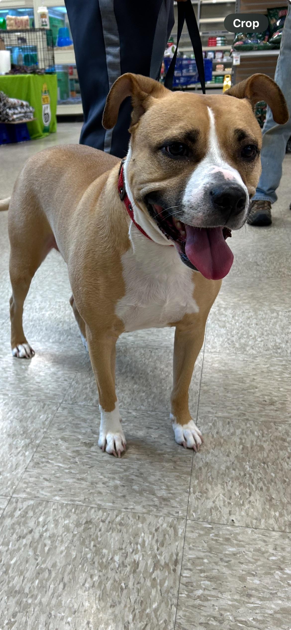 zeke, Adoptable, Adult Male Mixed Breed.