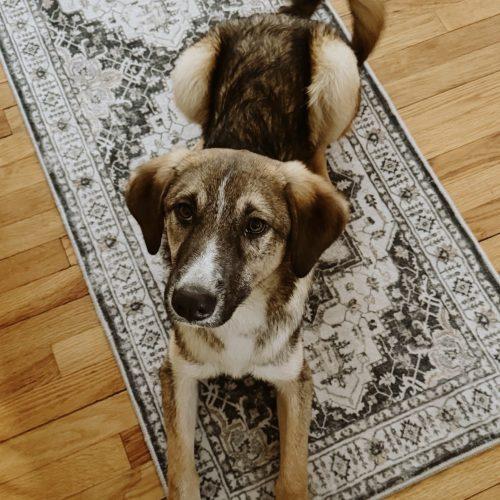 Robbie, Adoptable, Young Male Mixed Breed.