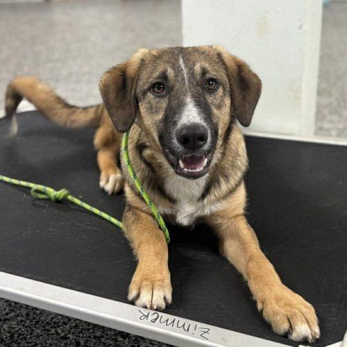 RobbieSmiles, a Adoptable mixed breed in Verona, NJ image 2/5