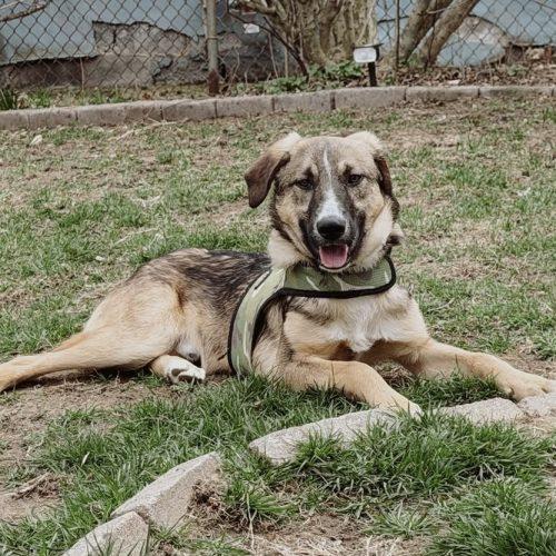 Enlarge Robbie, a Adoptable mixed breed in Verona, NJ image 2/5